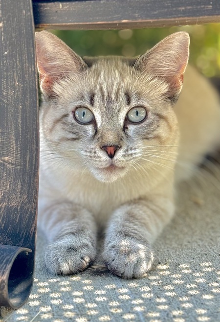 Entry image for Spirit. Clicking this image will show a larger photo