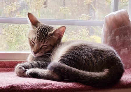Entry image for Fizz. Clicking this image will show a larger photo