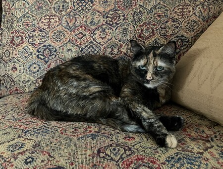 Entry image for Jasmine. Clicking this image will show a larger photo
