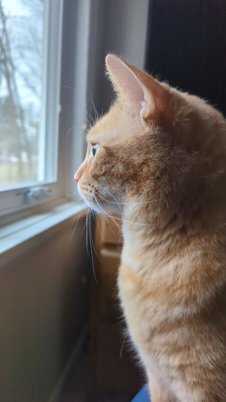 Entry image for Billi. Clicking this image will show a larger photo