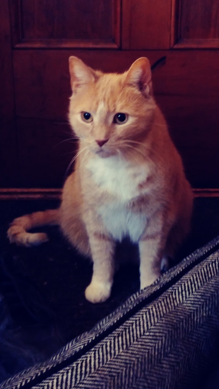 Entry image for Leo. Clicking this image will show a larger photo