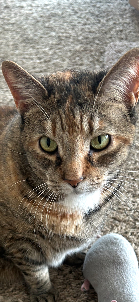 Entry image for Cookie. Clicking this image will show a larger photo