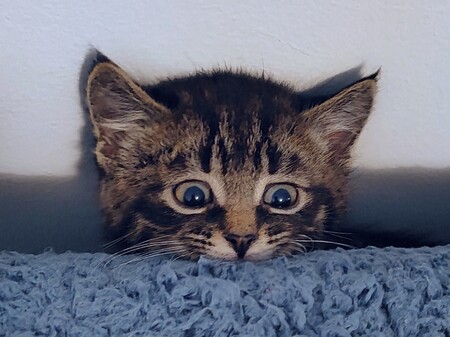Entry image for Maru. Clicking this image will show a larger photo