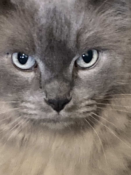 Entry image for Smokey . Clicking this image will show a larger photo