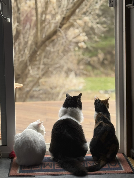 Entry image for Zephyr, Nyx, and Persephone. Clicking this image will show a larger photo