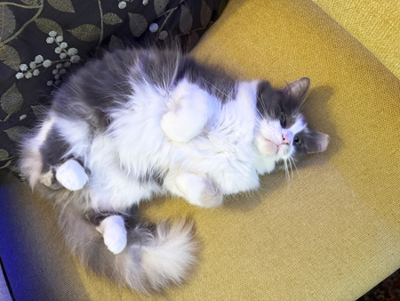 Entry image for Freyja. Clicking this image will show a larger photo