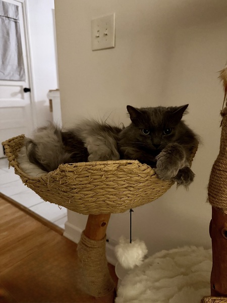 Entry image for Asher. Clicking this image will show a larger photo