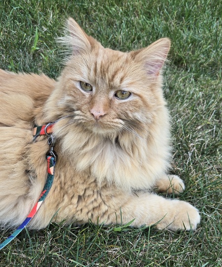 Entry image for Albus. Clicking this image will show a larger photo