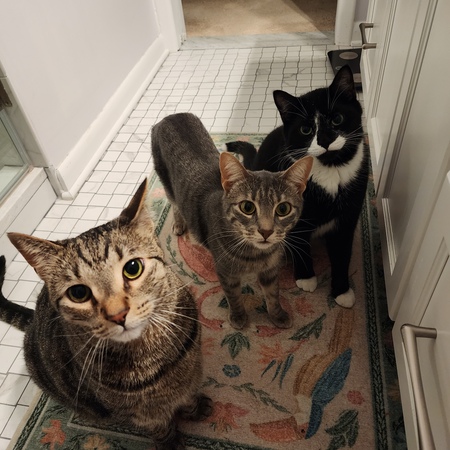 Entry image for Barcley, Marge and Shifty. Clicking this image will show a larger photo