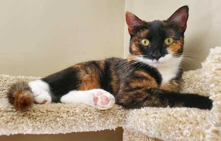 Entry image for Sunny Corleone . Clicking this image will show a larger photo