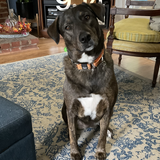 Entry image for Jilly