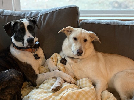 Gypsy and Callie