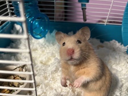 Whiskers 
