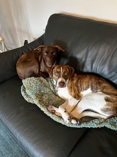 Georgia and Savannah 