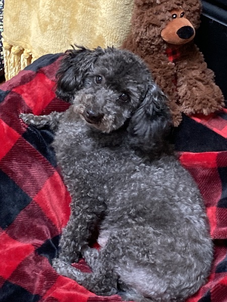 Roxie
