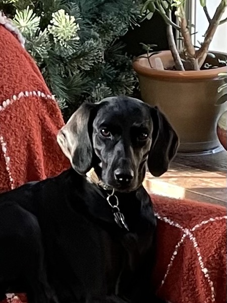 Maxine