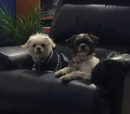 Ranger and Lily