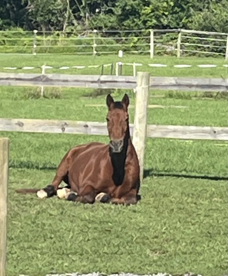 Entry image for Mustang Joe . Clicking this image will show a larger photo