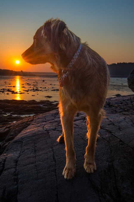 Entry image for Buster. Clicking this image will show a larger photo
