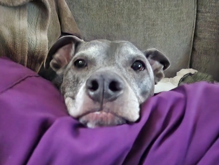 Entry image for Grey. Clicking this image will show a larger photo