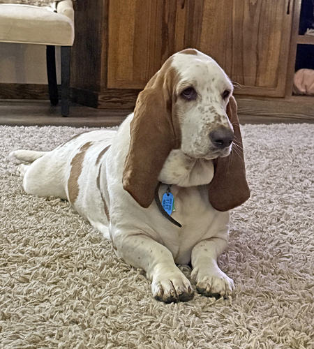 Daisy Mae