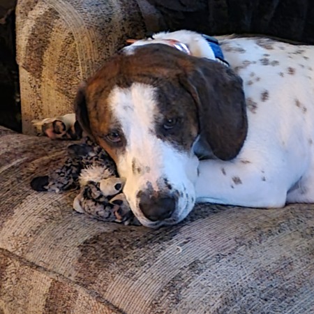Duke