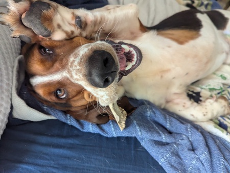 Elvis