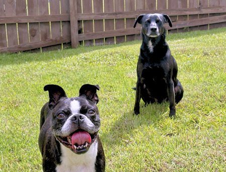 Finn & Hammy