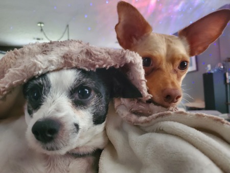 Lola and Paisley