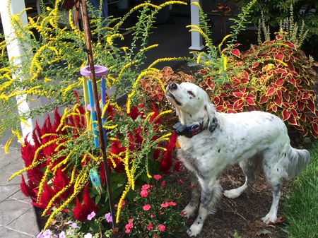 Billie the tornado surviving setter