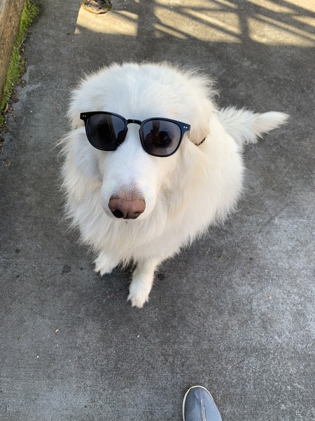 Albus Dumbledog