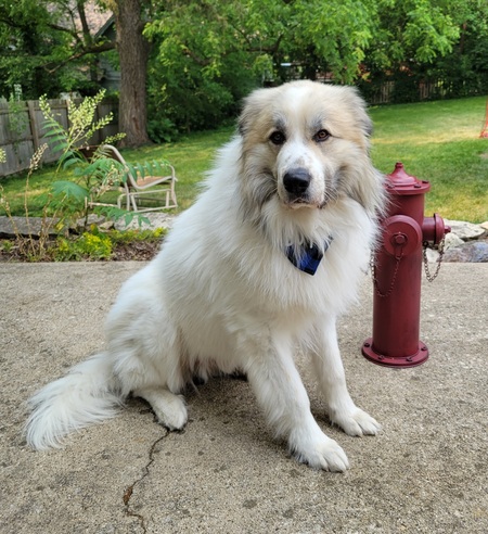 Zeus