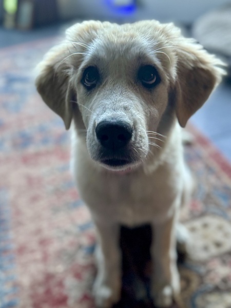 Cleo