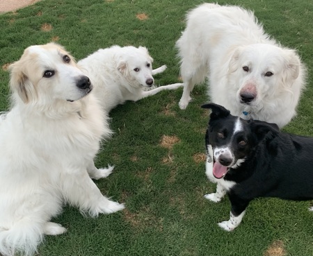 Miles, Violet, Addie, and Ellie