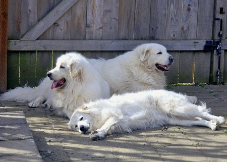 Aksel, Poppy  & Oona