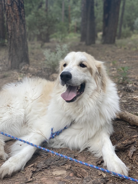 Samson