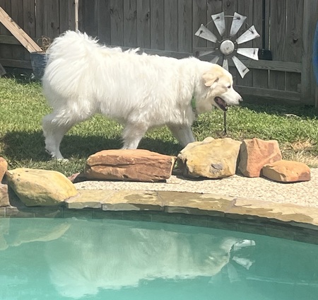 Benji