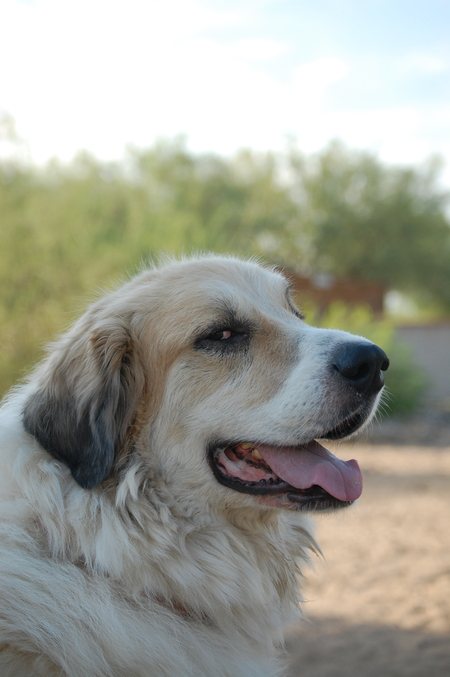 Tucker