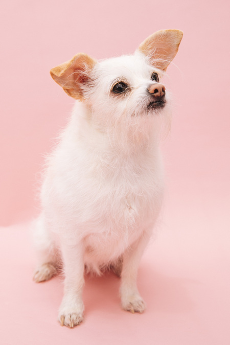 Daisy
