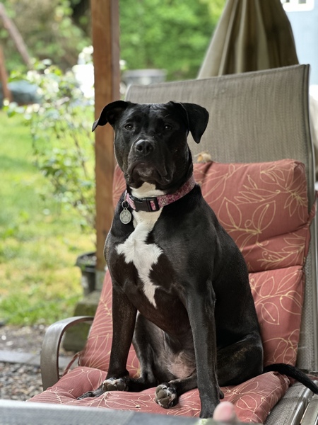 Isla
