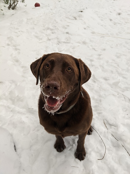 Watson