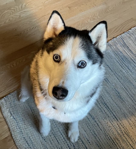 Chipper