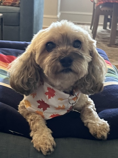 Bella