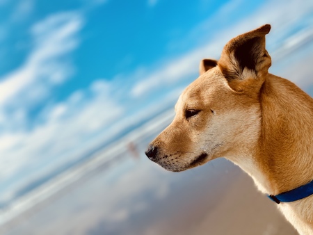 Roscoe