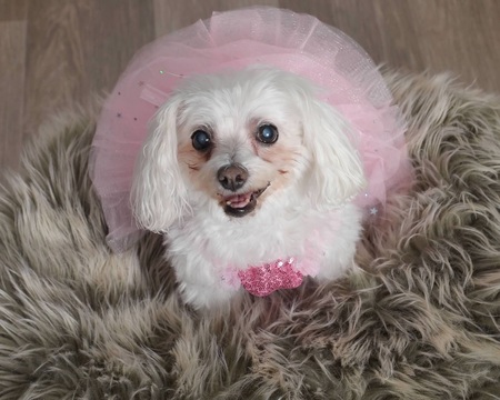 Princess Miso