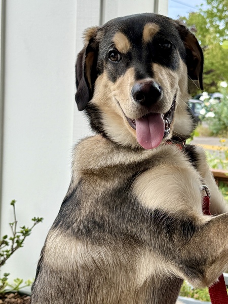 Guapo