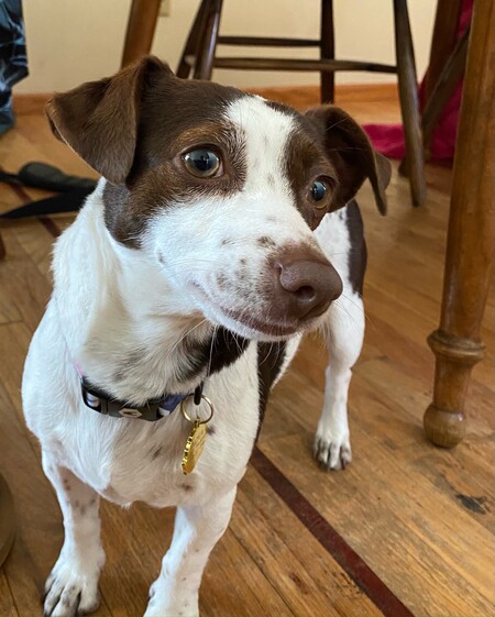 Nova