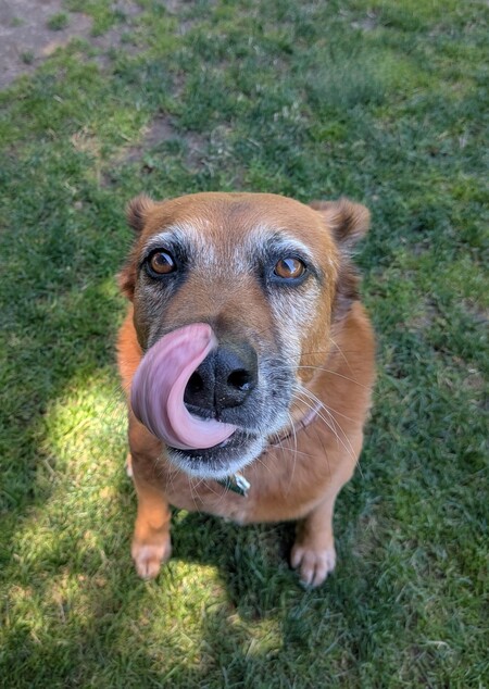 Cheddar