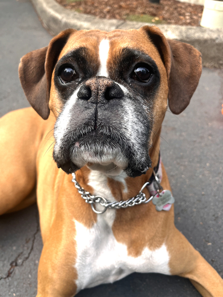 Piper