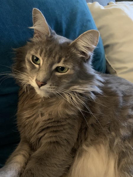 Baloo